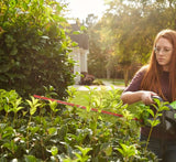 80V 26'' Brushless Hedge Trimmer (Tool Only)